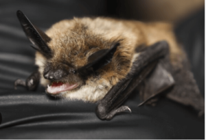 Cute:-_Noi7qvbwi= Bats