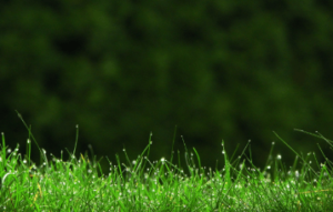 Clipart:254b5v0-Neu= Grass