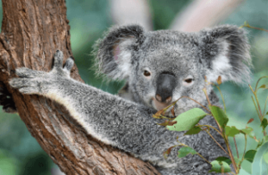 Clipart:375yzualp4c= Drop Bear