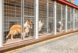 Boarding Services for Safe, Comfortable Pet Stays