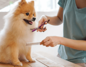 Pet Grooming Services to Keep Your Pet Looking Great